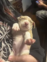 Twinkie, a female American Bully and American Pit Bull Terrier for sale in Chicago, IL – 2 of 5
