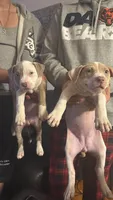 Twinkie, a female American Bully and American Pit Bull Terrier for sale in Chicago, IL – 5 of 5