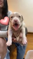 Twinkie, a female American Bully and American Pit Bull Terrier for sale in Chicago, IL – 1 of 5