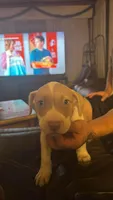 Twinkie, a female American Bully and American Pit Bull Terrier for sale in Chicago, IL – 4 of 5