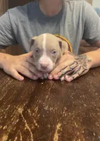 Dopey, a male American Bully and American Pit Bull Terrier for sale in Chicago, IL – Photo 2 of 2