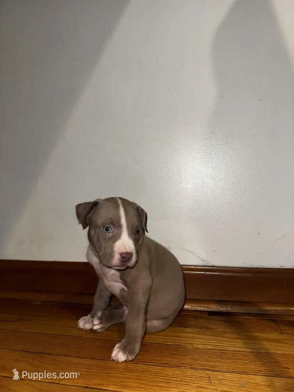 Dopey – American Bully, American Pit Bull Terrier puppy for sale in Chicago, IL