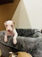 Shrooms, a male American Bully and American Pit Bull Terrier for sale in Chicago, IL – Photo 2 of 2