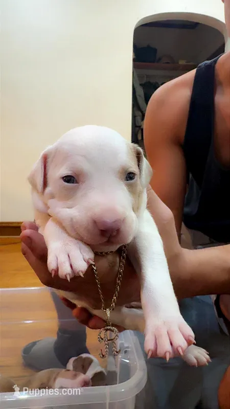 Shrooms – American Bully, American Pit Bull Terrier puppy for sale in Chicago, IL