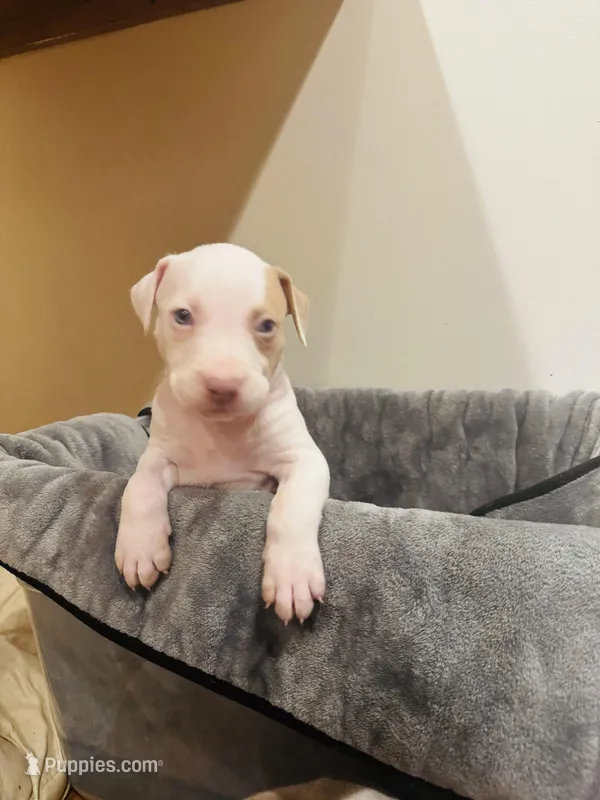 Shrooms – American Bully, American Pit Bull Terrier puppy for sale in Chicago, IL
