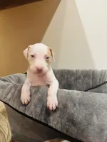 Shrooms, a male American Bully and American Pit Bull Terrier for sale in Chicago, IL – Photo 1 of 2