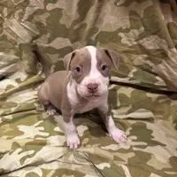 Romeo, a male American Bully and American Pit Bull Terrier for sale in Chicago, IL – Photo 2 of 3