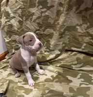 Romeo, a male American Bully and American Pit Bull Terrier for sale in Chicago, IL – Photo 3 of 3