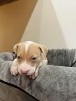 Twinkie, a male American Bully and American Pit Bull Terrier for sale in Chicago, IL – Photo 2 of 2