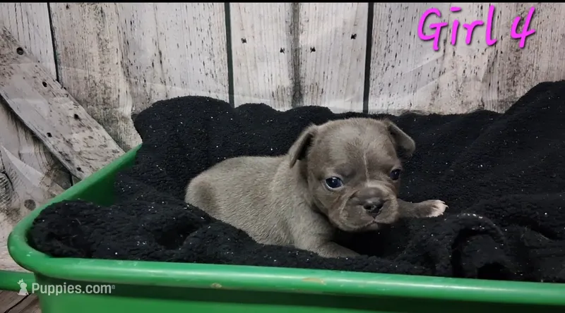 French Bulldog Female 4 – French Bulldog puppy for sale in Chillicothe, MO