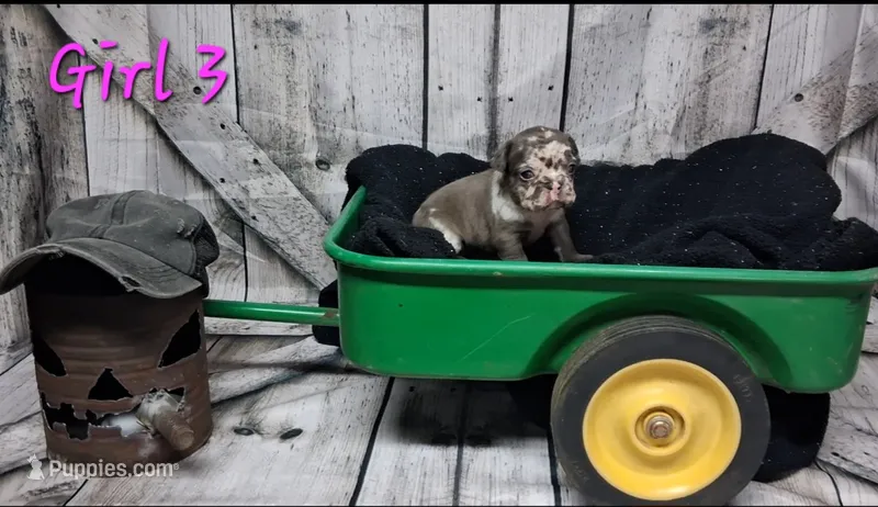 French Bulldog Female 3 – French Bulldog puppy for sale in Chillicothe, MO