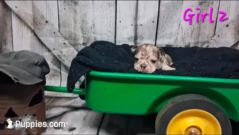 French Bulldog Female 2 – French Bulldog puppy for sale in Chillicothe, MO