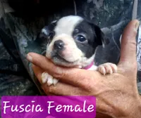 Blue Collar, a male Boston Terrier and Frenchton for sale in Chillicothe, MO – Photo 5 of 8