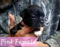 Blue Collar, a male Boston Terrier and Frenchton for sale in Chillicothe, MO – Photo 6 of 8