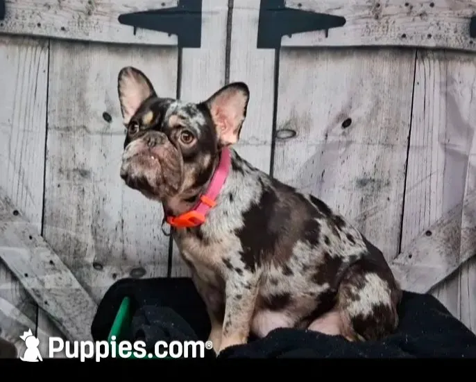 French Bulldog Female 4, a female French Bulldog for sale in Chillicothe, MO – 5 of 6
