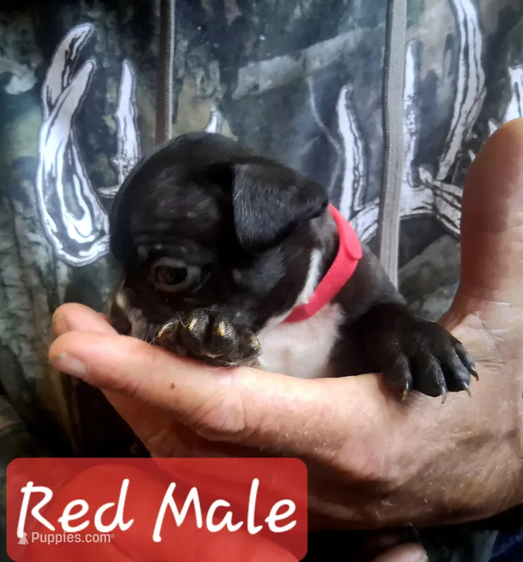 Red Collar – Boston Terrier, Frenchton puppy for sale in Chillicothe, MO
