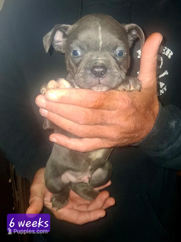 MOTHERS DAY SPECIAL Orange Collar – Boston Terrier, Frenchton puppy for sale in Chillicothe, MO