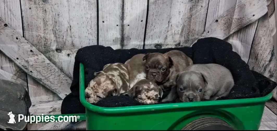 French Bulldog Female 2, a female French Bulldog for sale in Chillicothe, MO – 4 of 6