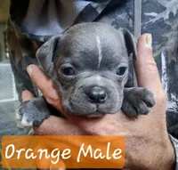 Orange Collar, a male Boston Terrier and Frenchton for sale in Chillicothe, MO – Photo 1 of 8