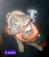 MOTHERS DAY SPECIAL Orange Collar, a male Boston Terrier and Frenchton for sale in Chillicothe, MO – 3 of 4