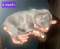MOTHERS DAY SPECIAL Orange Collar, a male Boston Terrier and Frenchton for sale in Chillicothe, MO – 2 of 4