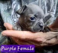 Pink Collar, a female Boston Terrier and Frenchton for sale in Chillicothe, MO – Photo 3 of 8