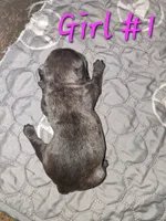 Fench Bulldog Female #1, a female French Bulldog for sale in Chillicothe, MO – 5 of 5