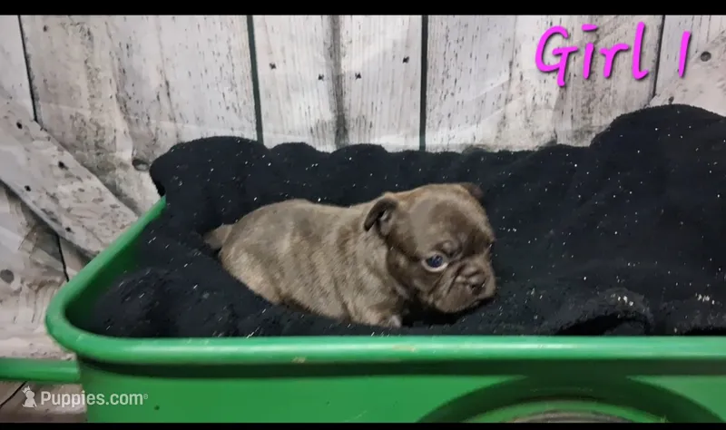 Fench Bulldog Female #1 – French Bulldog puppy for sale in Chillicothe, MO