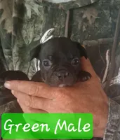 Fuscia Collar, a female Boston Terrier and Frenchton for sale in Chillicothe, MO – Photo 6 of 8