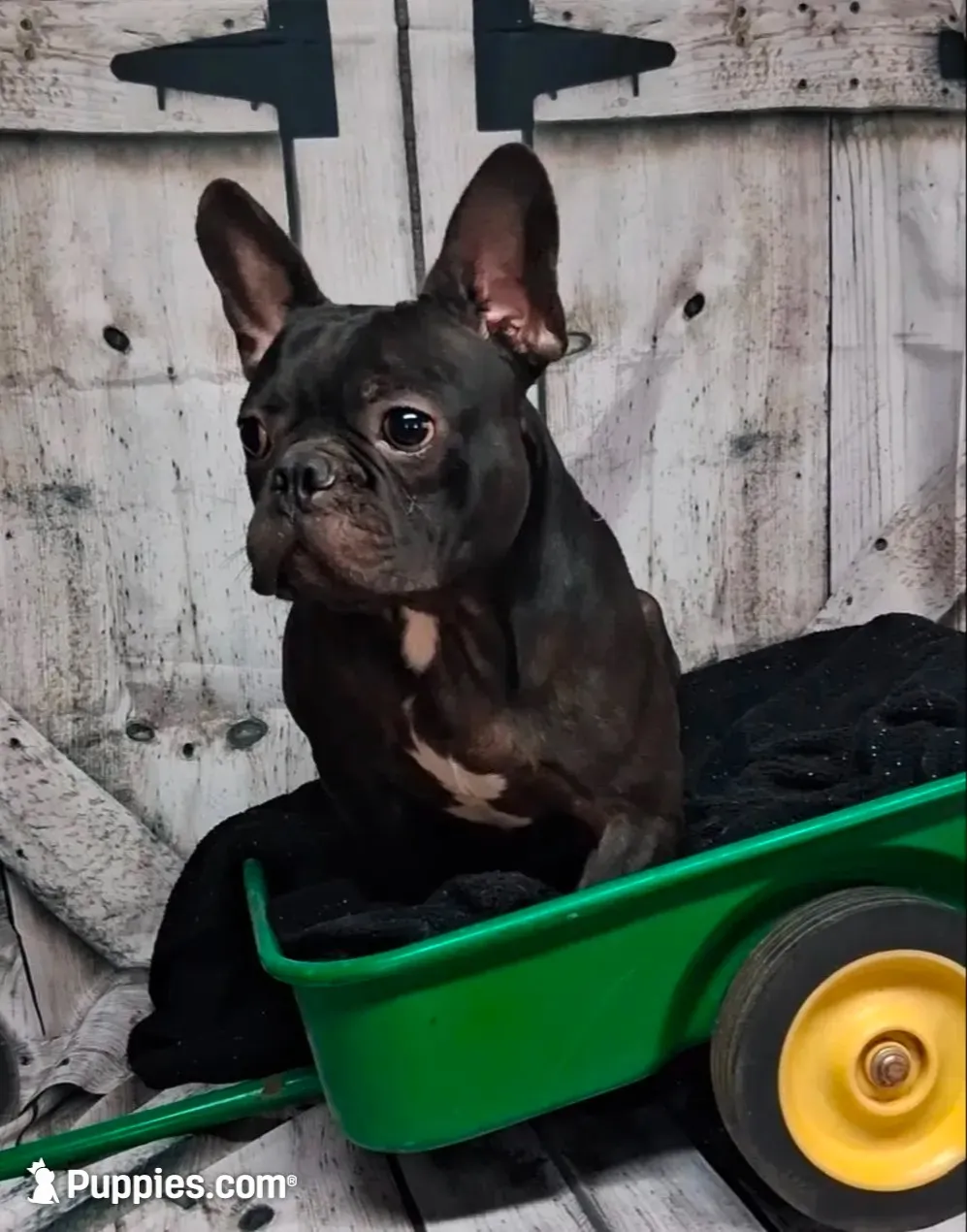 French Bulldog Female 2, a female French Bulldog for sale in Chillicothe, MO – 6 of 6