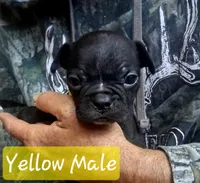 Yellow Collar, a male Boston Terrier and Frenchton for sale in Chillicothe, MO – Photo 1 of 8