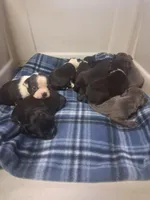 Purple Collar, a female Boston Terrier and Frenchton for sale in Chillicothe, MO – Photo 10 of 10