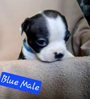 Purple Collar, a female Boston Terrier and Frenchton for sale in Chillicothe, MO – Photo 4 of 10