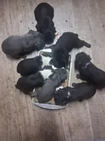 Purple Collar, a female Boston Terrier and Frenchton for sale in Chillicothe, MO – Photo 9 of 10