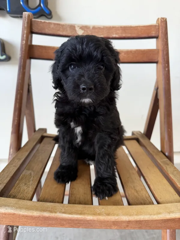 Orange – Aussiedoodle puppy for sale in Madera, CA