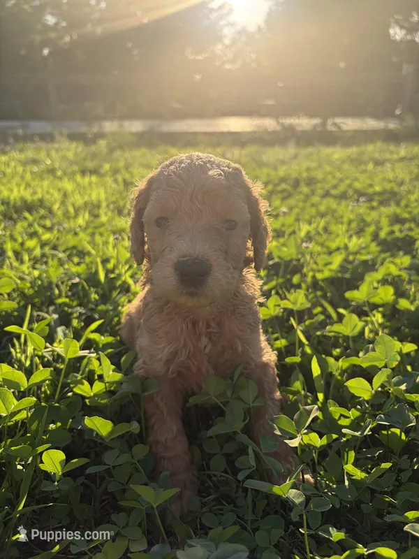 Obsidian  – Poodle - Standard  puppy for sale in Talking Rock, GA