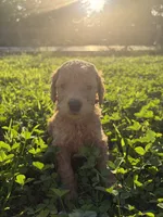 Obsidian , a male Poodle for sale in Talking Rock, GA – 3 of 4