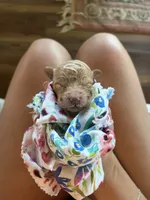 Opal, a female Poodle - Standard  for sale in Talking Rock, GA – 2 of 2