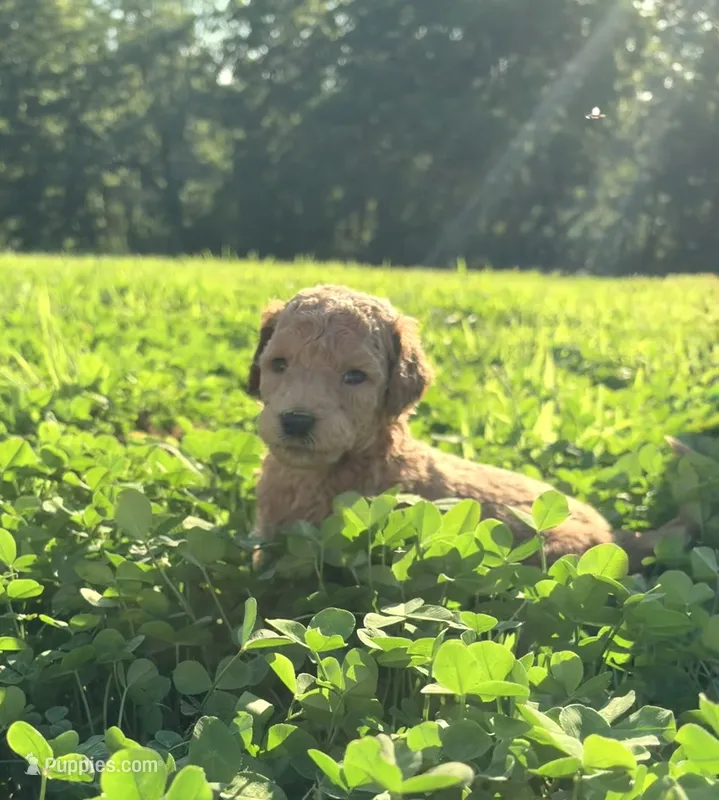Diamond – Poodle - Standard  puppy for sale in Talking Rock, GA