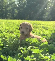 Diamond, a female Poodle for sale in Talking Rock, GA – 3 of 6