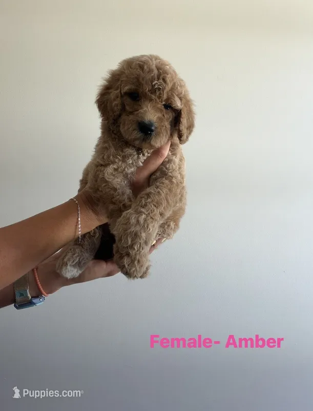 Amber  – Poodle - Standard  puppy for sale in Talking Rock, GA