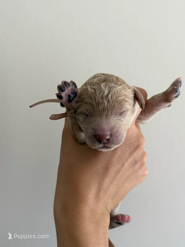 Jet – Poodle - Standard  puppy for sale in Talking Rock, GA