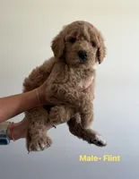 Flint, a male Poodle for sale in Talking Rock, GA – 1 of 4