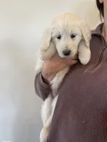 Priscilla, a female Great Pyrenees and Pyredoodle for sale in Talking Rock, GA – Photo 3 of 9