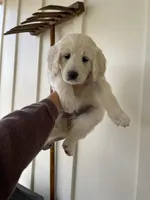 Priscilla, a female Great Pyrenees and Pyredoodle for sale in Talking Rock, GA – Photo 2 of 9