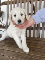 Priscilla, a female Great Pyrenees and Pyredoodle for sale in Talking Rock, GA – Photo 1 of 9