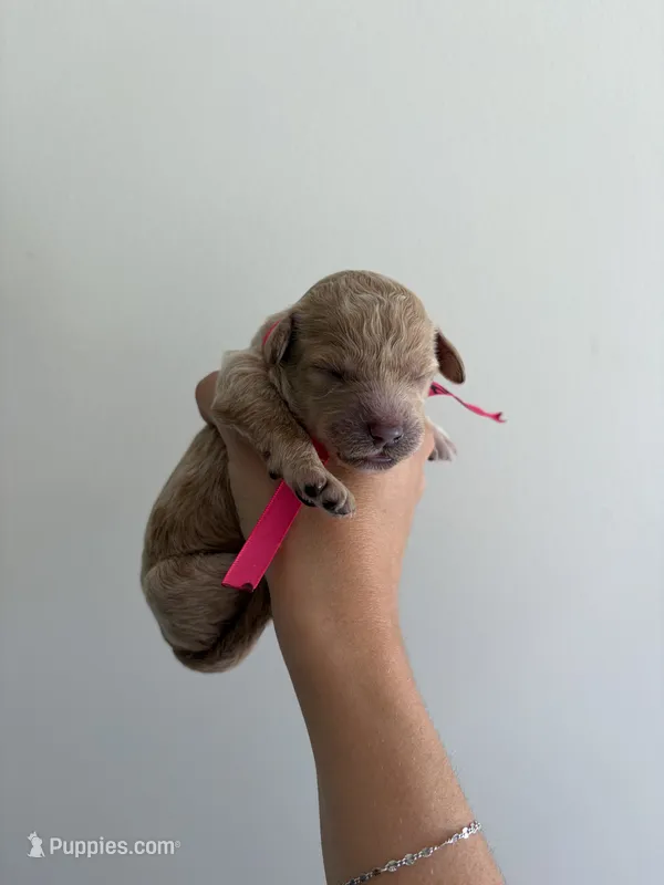 Amber  – Poodle - Standard  puppy for sale in Talking Rock, GA