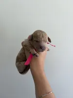 Amber , a female Poodle - Standard  for sale in Talking Rock, GA – 1 of 1