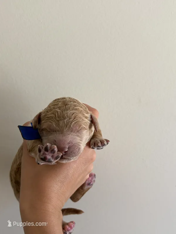 Jasper – Poodle - Standard  puppy for sale in Talking Rock, GA