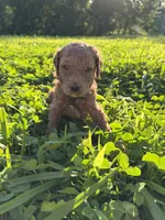 Sterling, a male Poodle for sale in Talking Rock, GA – 4 of 4